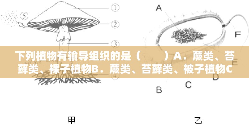 下列植物有输导组织的是（　　）A．蕨类、苔藓类、裸子植物B．蕨类、苔藓类、被子植物C．蕨类、裸子植物