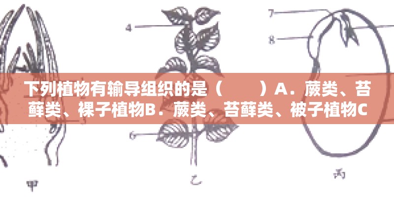 下列植物有输导组织的是( )A.蕨类、苔藓类、裸子植物B.蕨类、苔藓类、被子植物C.蕨类、裸子植物 下列植物有输导组织的是( )A.蕨类、苔藓类、裸子植物B.蕨类、苔藓类、被子植物C.蕨类、裸子植物