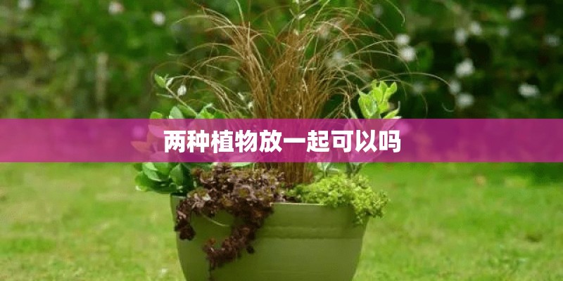 两种植物放一起可以吗