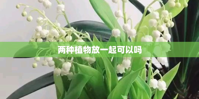 两种植物放一起可以吗