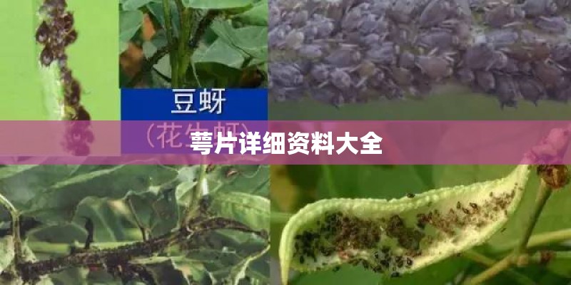 萼片详细资料大全