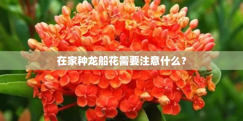 在家种龙船花需要注意什么？