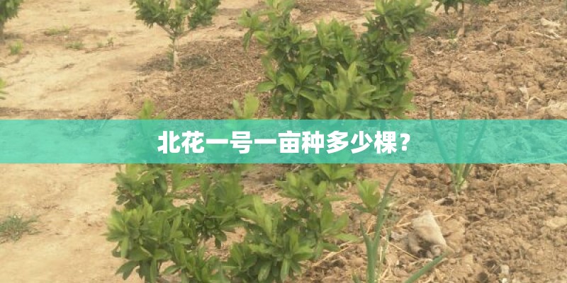 北花一号一亩种多少棵？