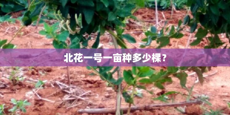 北花一号一亩种多少棵？