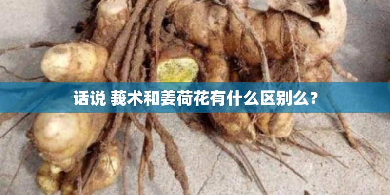 话说 莪术和姜荷花有什么区别么？