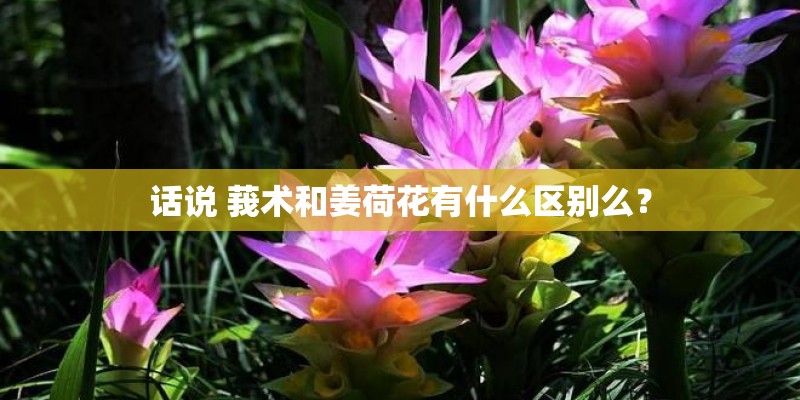 话说 莪术和姜荷花有什么区别么？