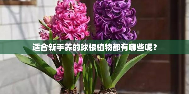适合新手养的球根植物都有哪些呢? 适合新手养的球根植物都有哪些呢?