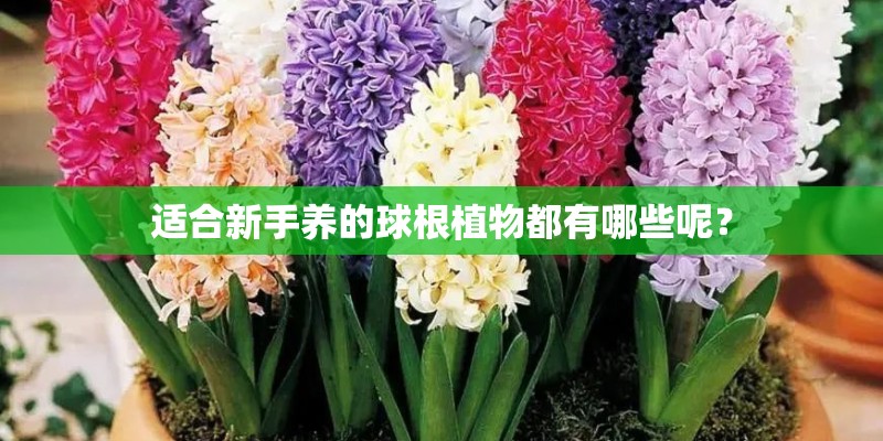 适合新手养的球根植物都有哪些呢? 适合新手养的球根植物都有哪些呢?