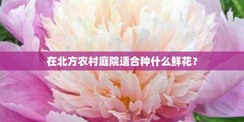 在北方农村庭院适合种什么鲜花？