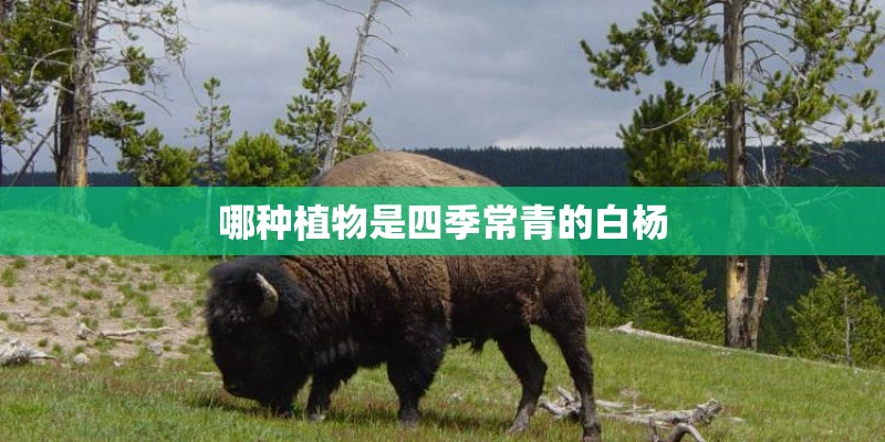 哪种植物是四季常青的白杨