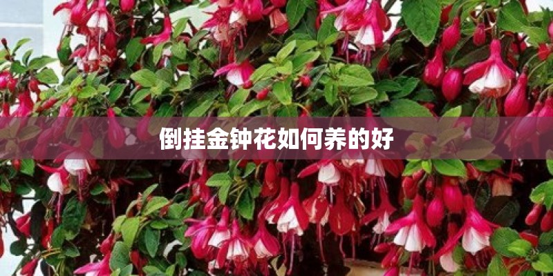 倒挂金钟花如何养的好