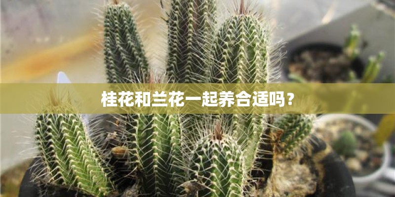 桂花和兰花一起养合适吗？