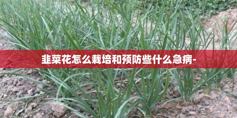 韭菜花怎么栽培和预防些什么急病- 韭菜花怎么栽培和预防些什么急病-