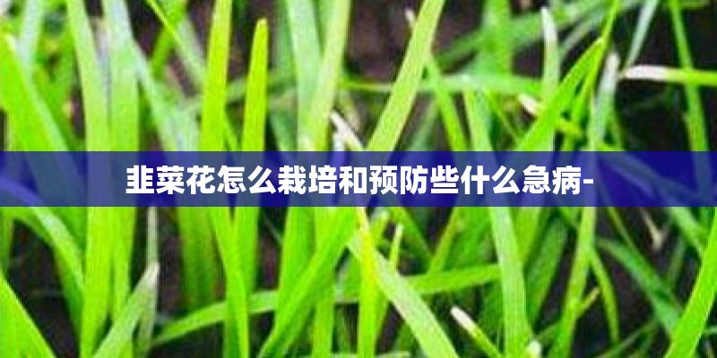 韭菜花怎么栽培和预防些什么急病- 韭菜花怎么栽培和预防些什么急病-