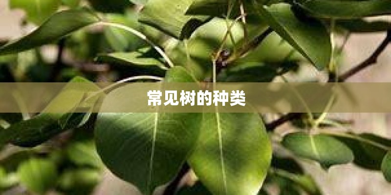 常见树的种类