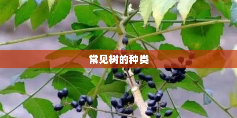 常见树的种类