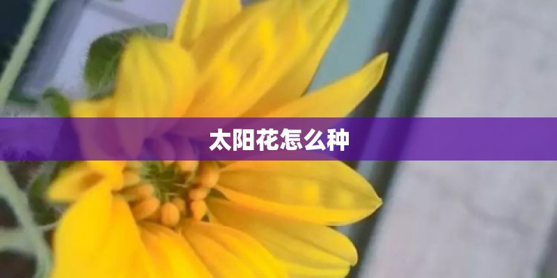 太阳花怎么种