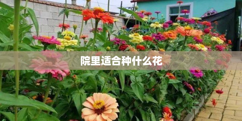 院里适合种什么花