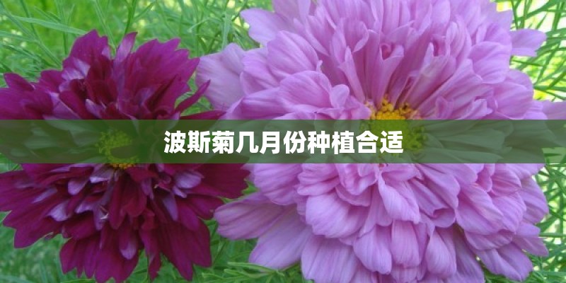 波斯菊几月份种植合适