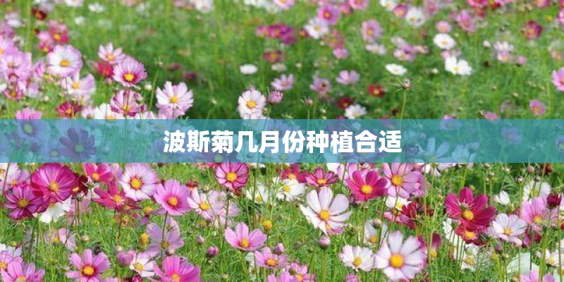 波斯菊几月份种植合适