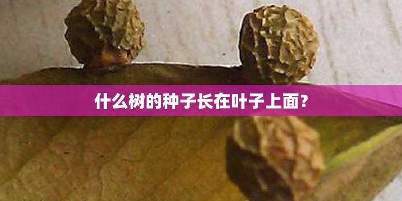 什么树的种子长在叶子上面？
