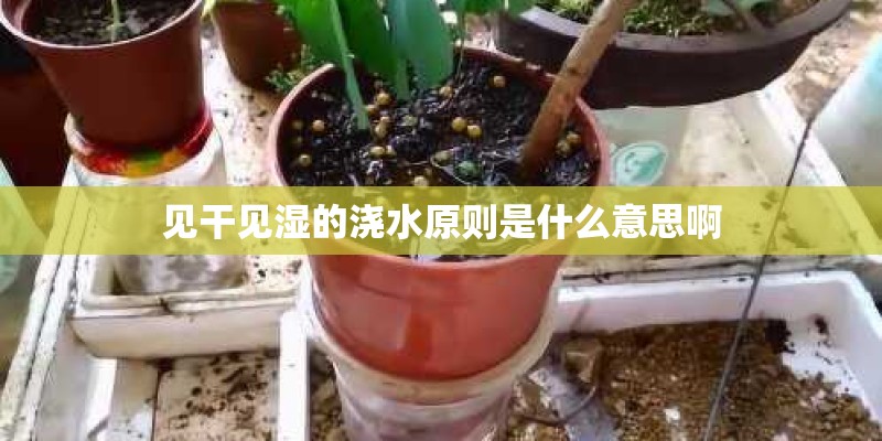见干见湿的浇水原则是什么意思啊 见干见湿的浇水原则是什么意思啊