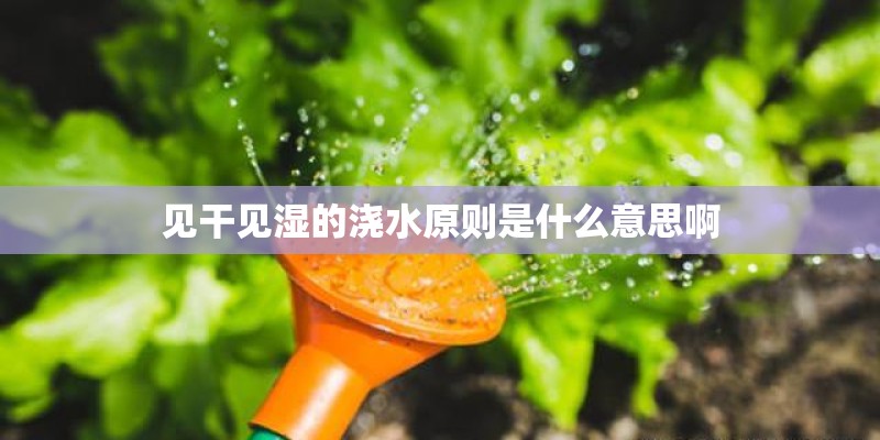 见干见湿的浇水原则是什么意思啊 见干见湿的浇水原则是什么意思啊
