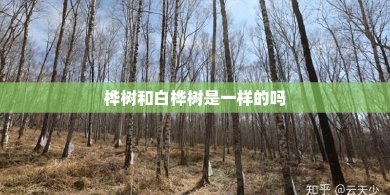 桦树和白桦树是一样的吗
