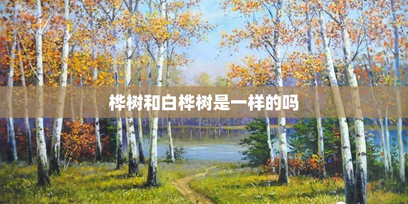 桦树和白桦树是一样的吗