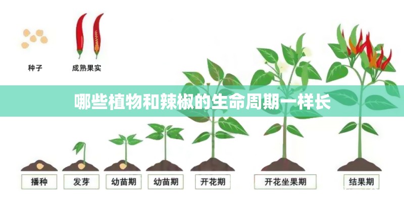 哪些植物和辣椒的生命周期一样长