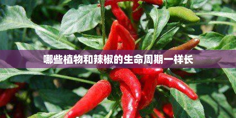 哪些植物和辣椒的生命周期一样长