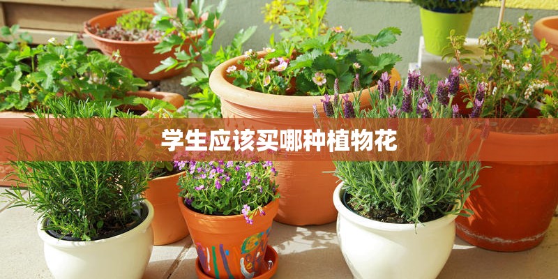 学生应该买哪种植物花 学生应该买哪种植物花