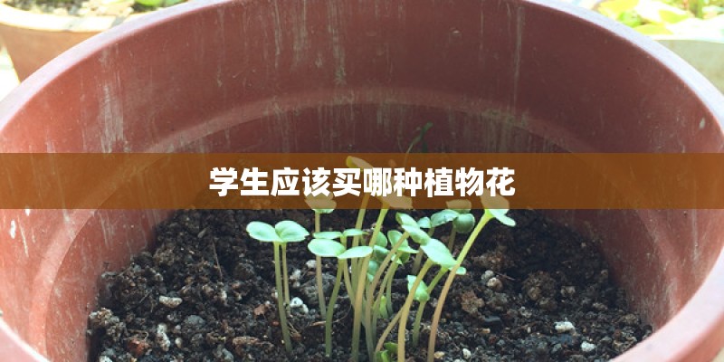 学生应该买哪种植物花 学生应该买哪种植物花