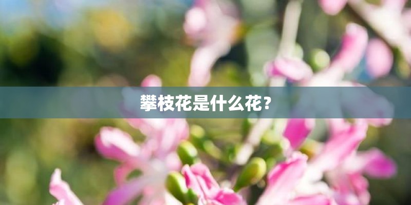 攀枝花是什么花？