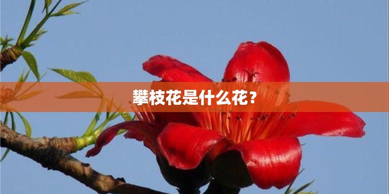 攀枝花是什么花？