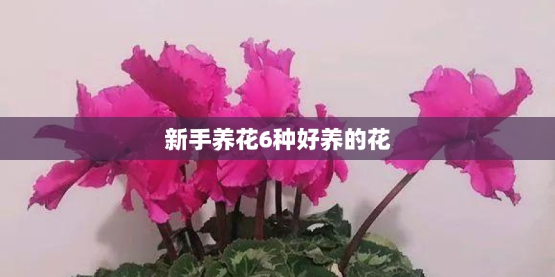 新手养花6种好养的花 新手养花6种好养的花