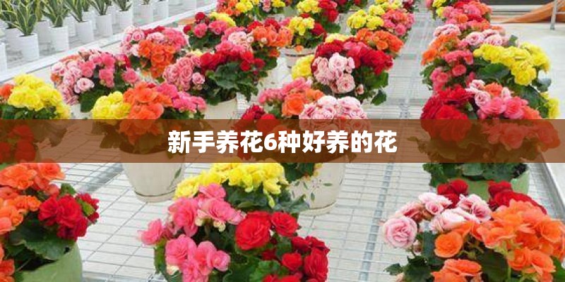 新手养花6种好养的花 新手养花6种好养的花