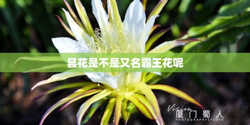 昙花是不是又名霸王花呢