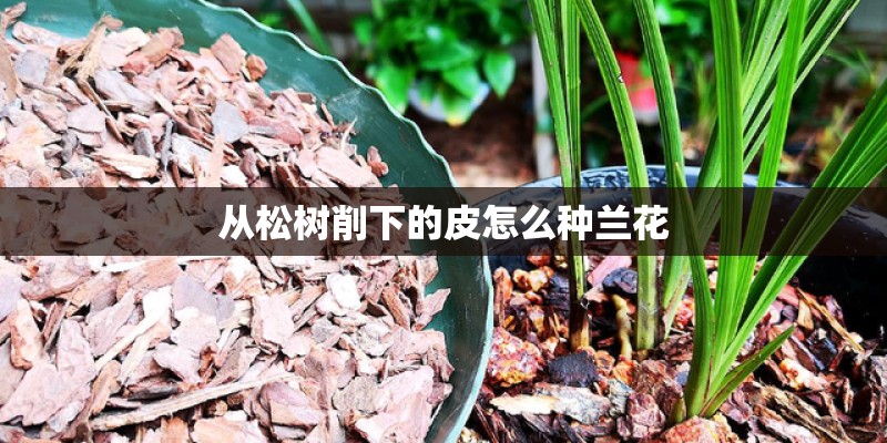从松树削下的皮怎么种兰花