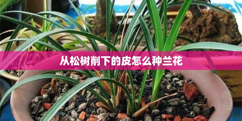 从松树削下的皮怎么种兰花