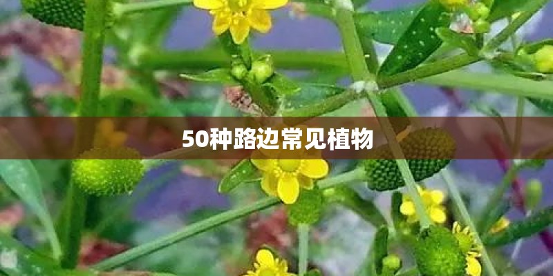 50种路边常见植物