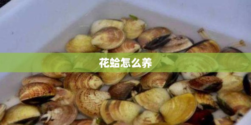 花蛤怎么养