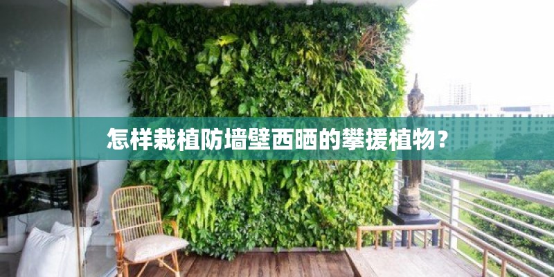 怎样栽植防墙壁西晒的攀援植物？