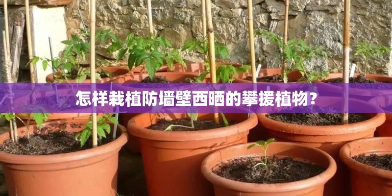 怎样栽植防墙壁西晒的攀援植物？