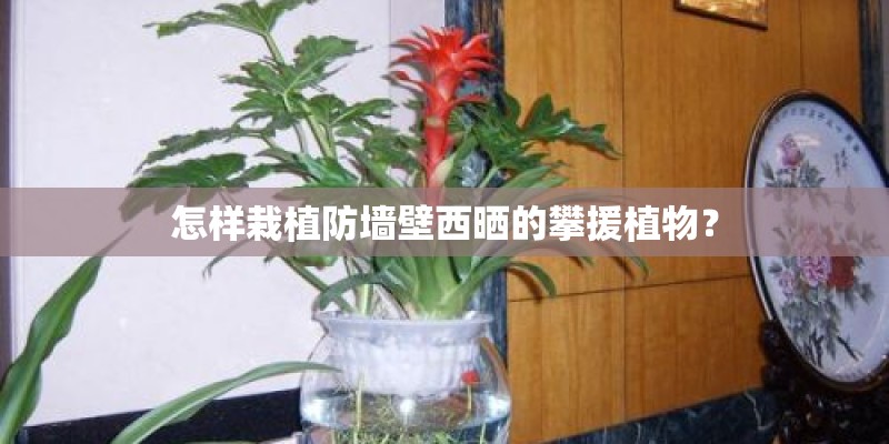 怎样栽植防墙壁西晒的攀援植物？