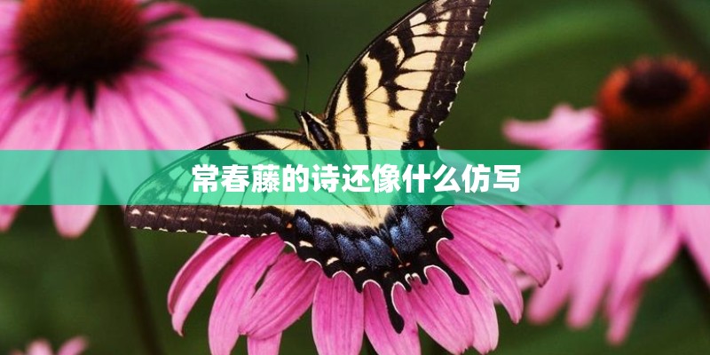 常春藤的诗还像什么仿写