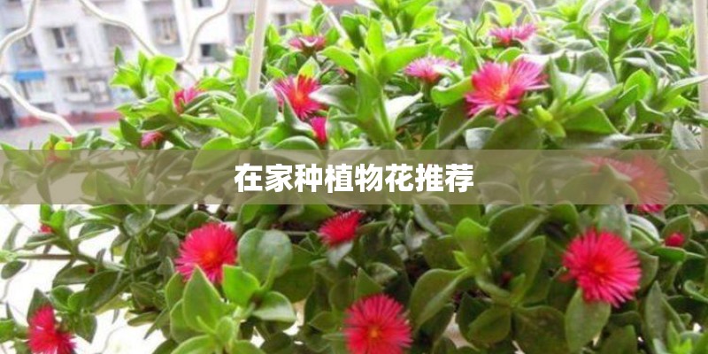 在家种植物花推荐