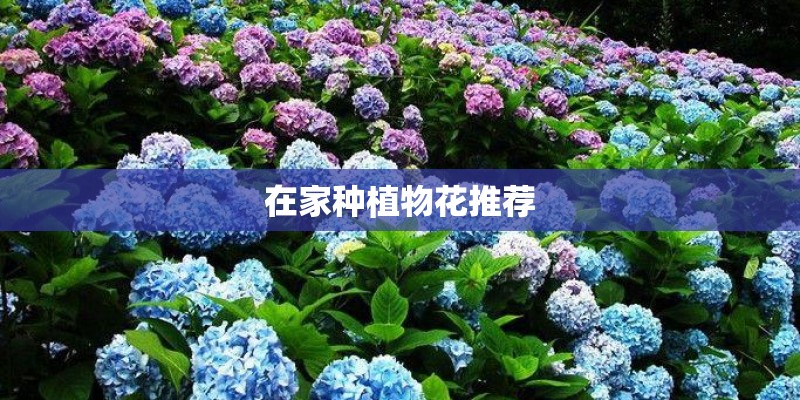 在家种植物花推荐