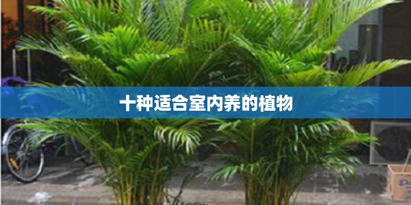 十种适合室内养的植物
