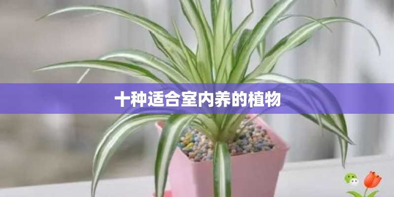 十种适合室内养的植物